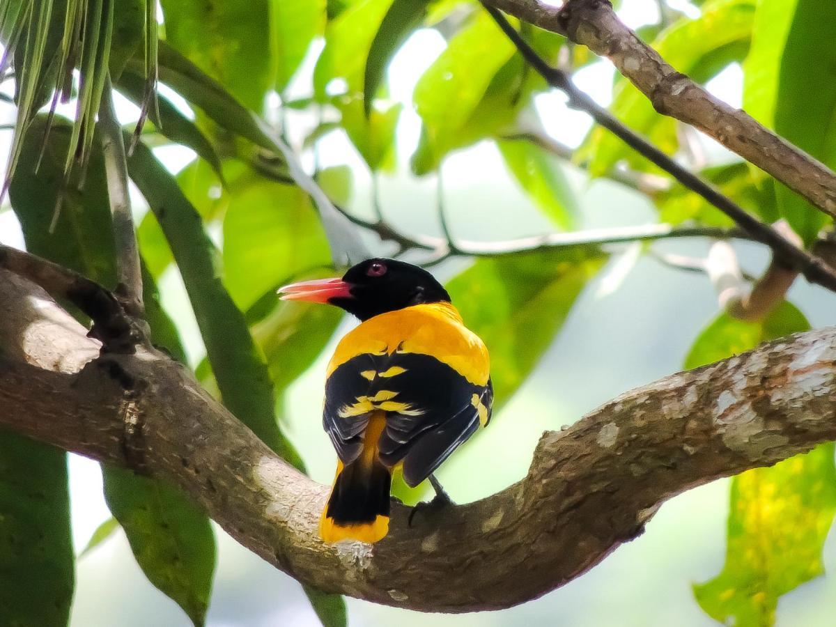 Birds Paradise Cabanas Unawatuna Exteriér fotografie