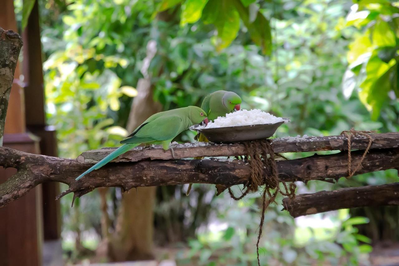 Birds Paradise Cabanas Unawatuna Exteriér fotografie