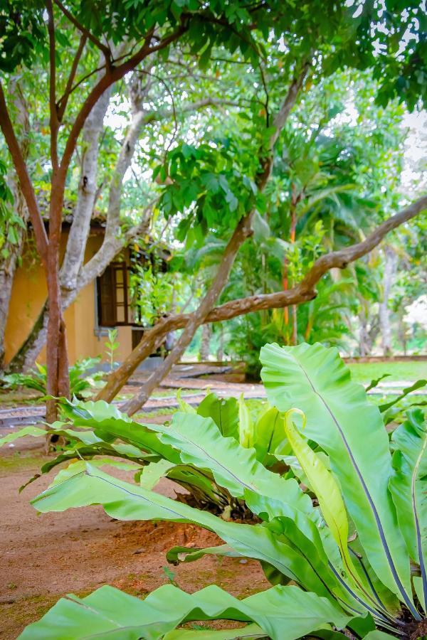 Birds Paradise Cabanas Unawatuna Exteriér fotografie