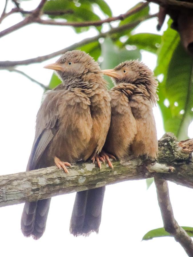 Birds Paradise Cabanas Unawatuna Exteriér fotografie