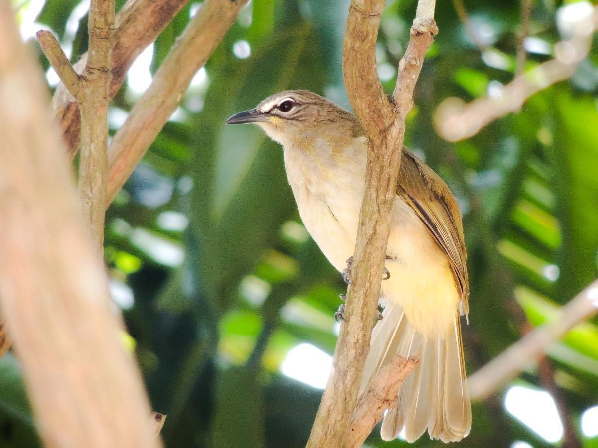 Birds Paradise Cabanas Unawatuna Exteriér fotografie